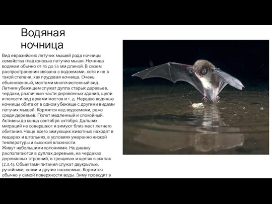 Водяная ночница Вид евразийских летучих мышей рода ночницы семейства гладконосые летучие мыши. Ночница