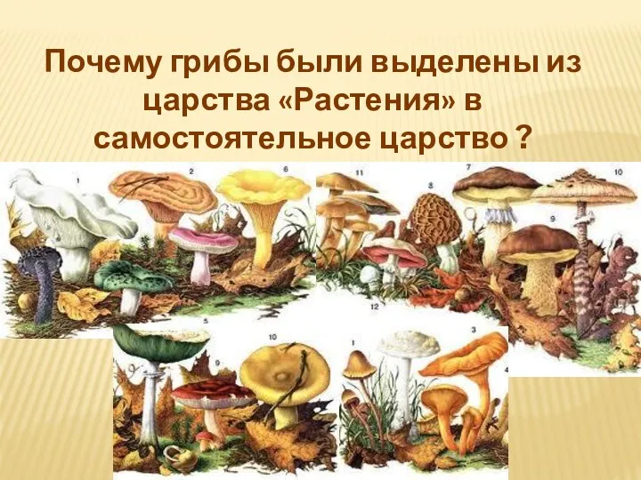 Почему грибы были выделены из царства «Растения» в самостоятельное царство ?