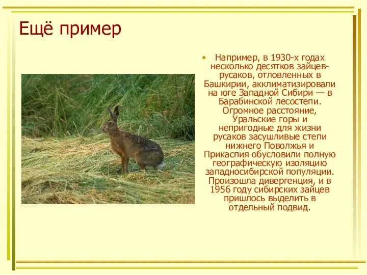 Ещё пример Например, в 1930-х годах несколько десятков зайцев-русаков, отловленных в Башкирии, акклиматизировали