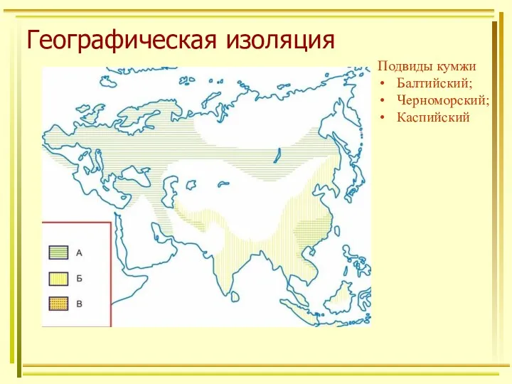 Географическая изоляция Подвиды кумжи Балтийский; Черноморский; Каспийский