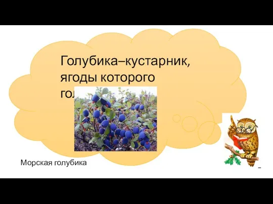 . Голубика–кустарник, ягоды которого голубые. Морская голубика