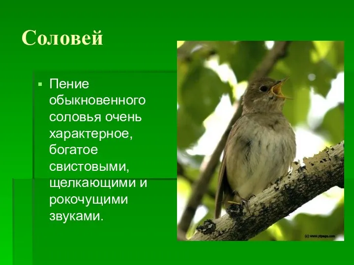 Соловей Пение обыкновенного соловья очень характерное, богатое свистовыми, щелкающими и рокочущими звуками.