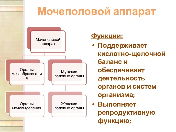 Мочеполовой аппарат Функции: Поддерживает кислотно-щелочной баланс и обеспечивает деятельность органов и систем организма; Выполняет репродуктивную функцию;