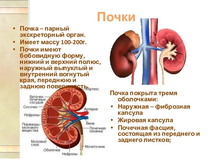 Почки Почка – парный экскреторный орган. Имеет массу 100-200г. Почки имеют бобовидную форму,