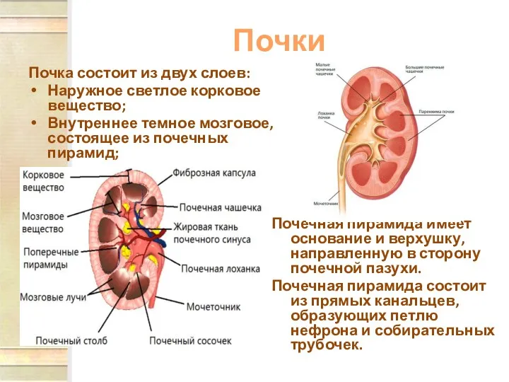 Почки Почка состоит из двух слоев: Наружное светлое корковое вещество; Внутреннее темное мозговое,