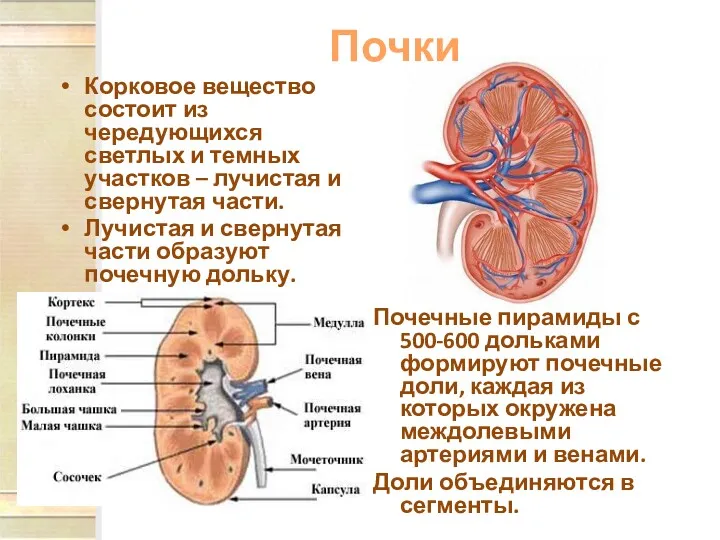 Почки Корковое вещество состоит из чередующихся светлых и темных участков – лучистая и