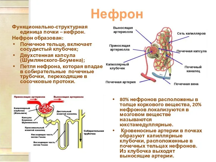 Нефрон Функционально-структурная единица почки – нефрон. Нефрон образован: Почечное тельце, включает сосудистый клубочек;