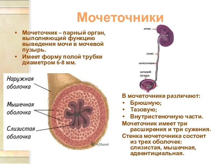 Мочеточники Мочеточник – парный орган, выполняющий функцию выведения мочи в мочевой пузырь. Имеет