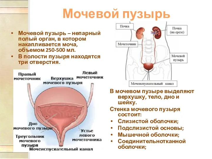 Мочевой пузырь Мочевой пузырь – непарный полый орган, в котором накапливается моча, объемом