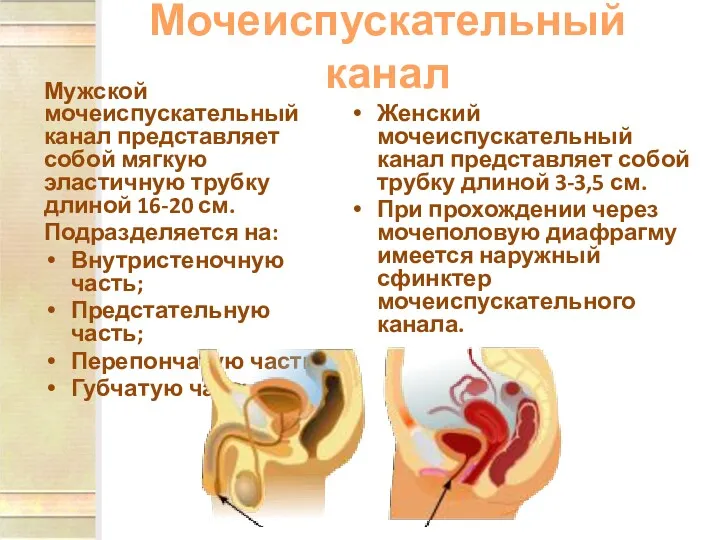 Мочеиспускательный канал Мужской мочеиспускательный канал представляет собой мягкую эластичную трубку длиной 16-20 см.