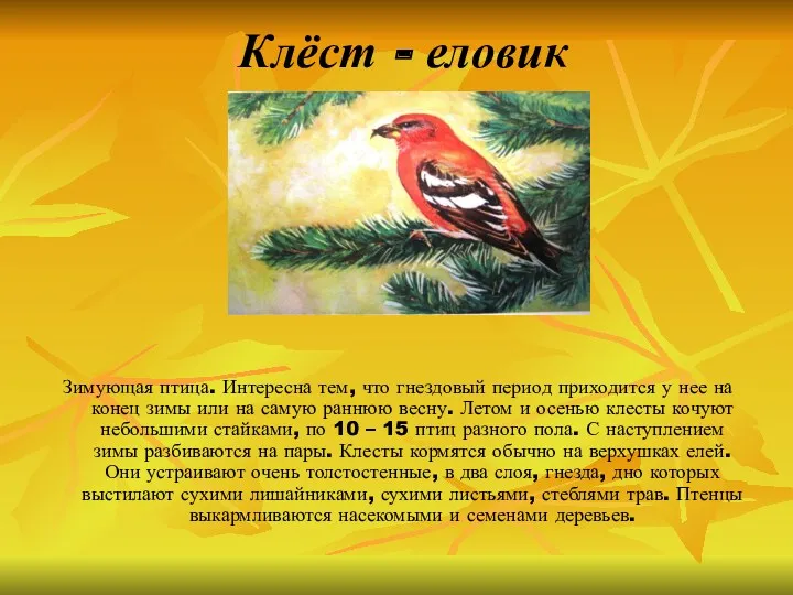 Клёст - еловик Зимующая птица. Интересна тем, что гнездовый период