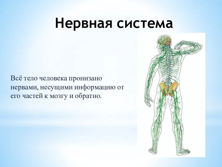 Нервная система Всё тело человека пронизано нервами, несущими информацию от его частей к мозгу и обратно.