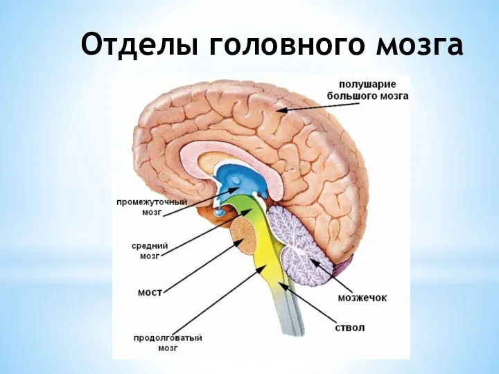 Отделы головного мозга