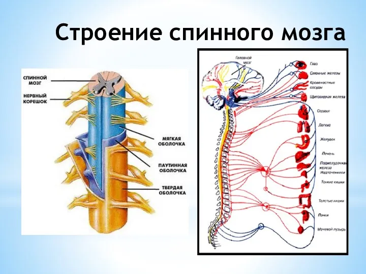 Строение спинного мозга