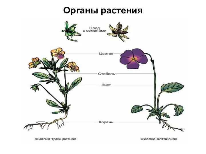 Органы растения