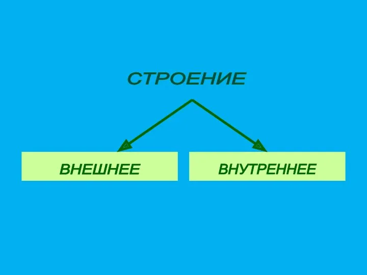 СТРОЕНИЕ тела человека