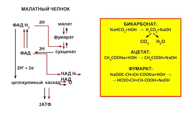 НАД Н НАД малат фумарат сукцинат ФАД Н2 ФАД цитохромный