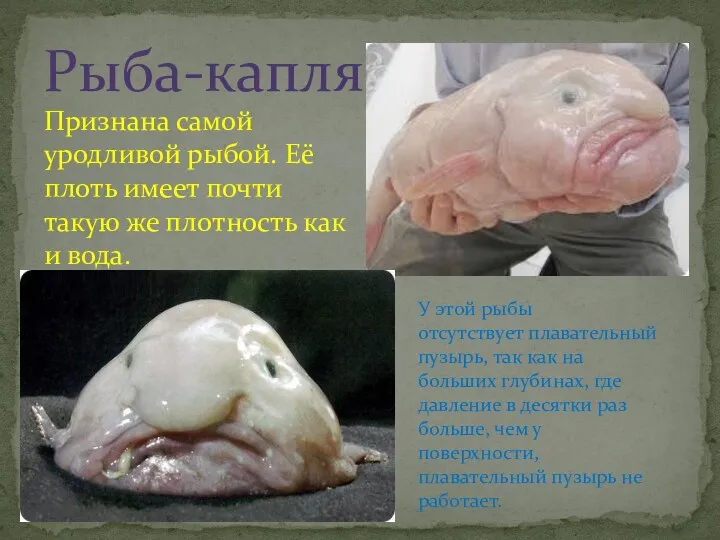 Рыба-капля Признана самой уродливой рыбой. Её плоть имеет почти такую же плотность как
