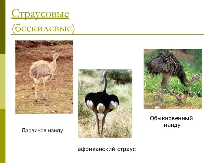 Страусовые (бескилевые) Дарвинов нанду африканский страус Обыкновенный нанду