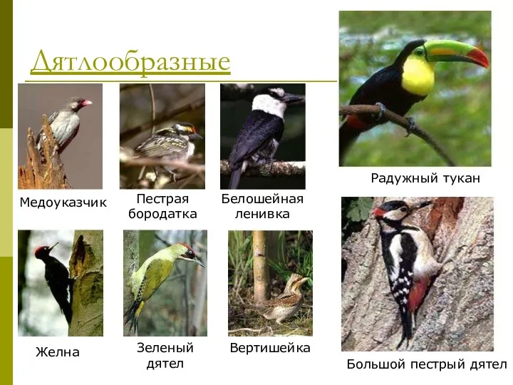 Дятлообразные Белошейная ленивка Радужный тукан Медоуказчик Пестрая бородатка Большой пестрый дятел Зеленый дятел Желна Вертишейка