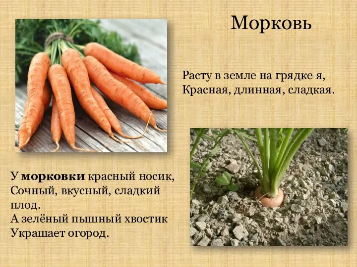 Морковь Расту в земле на грядке я, Красная, длинная, сладкая.