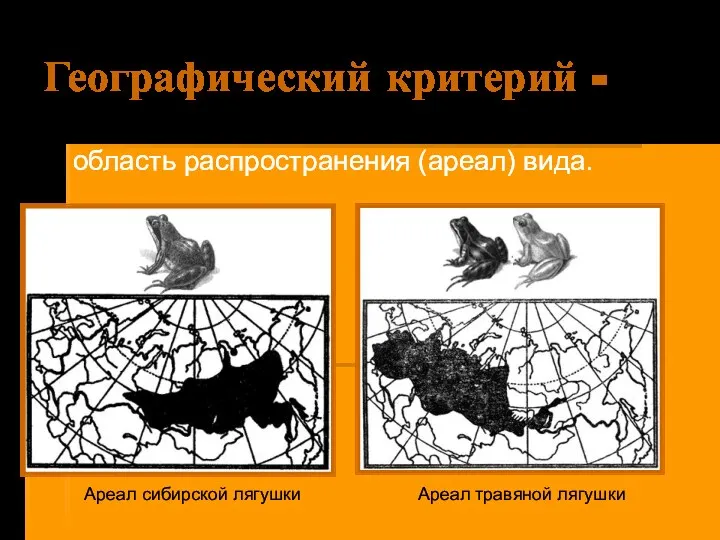 Географический критерий - область распространения (ареал) вида. Ареал сибирской лягушки Ареал травяной лягушки