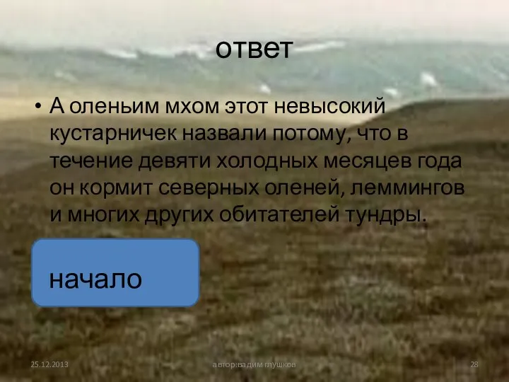 ответ А оленьим мхом этот невысокий кустарничек назвали потому, что