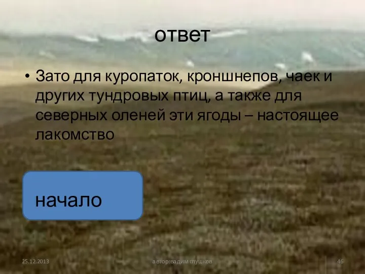 ответ Зато для куропаток, кроншнепов, чаек и других тундровых птиц,