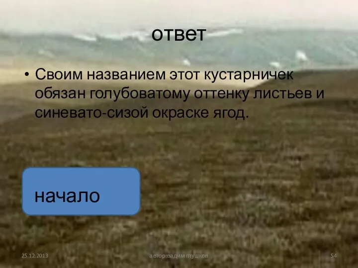 ответ Своим названием этот кустарничек обязан голубоватому оттенку листьев и синевато-сизой окраске ягод. автор:вадим глушков начало