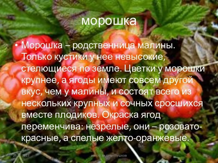 морошка Морошка – родственница малины. Только кустики у нее невысокие,