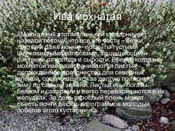 Ива мохнатая «Мохнатым» этот маленький кустарничек назвали потому, что все