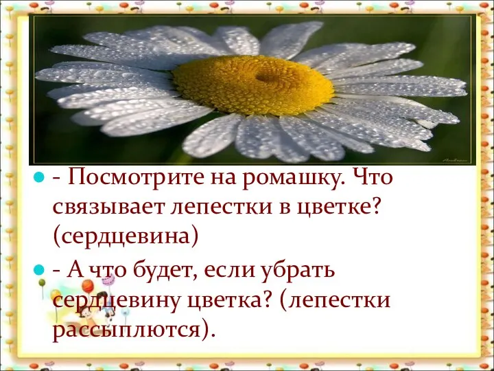 - Посмотрите на ромашку. Что связывает лепестки в цветке? (сердцевина)