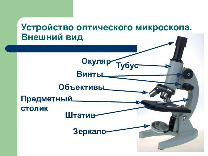 Устройство оптического микроскопа. Внешний вид Окуляр Тубус Винты Объективы Предметный столик Штатив Зеркало