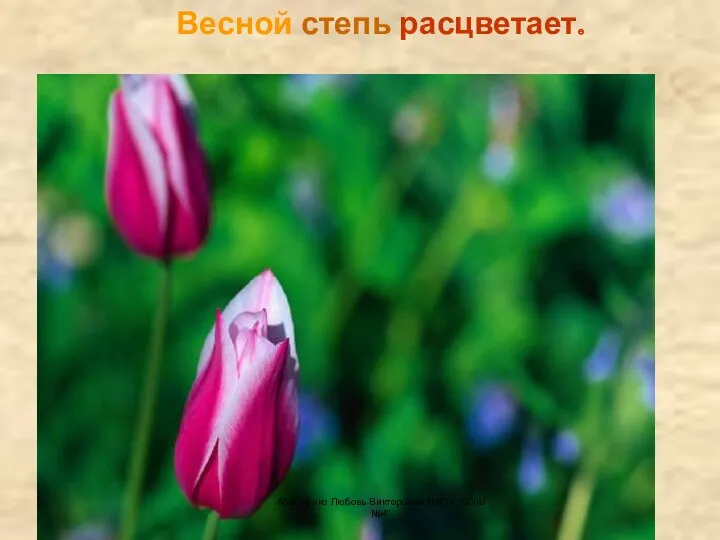 Весной степь расцветает. Абраменко Любовь Викторовна МБОУ "СОШ №4"