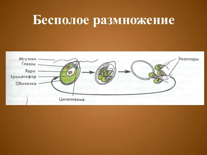 Бесполое размножение