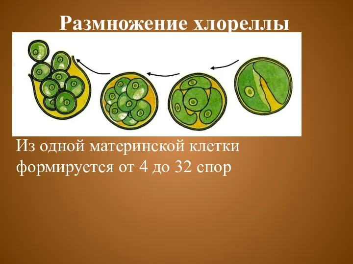 Размножение хлореллы Из одной материнской клетки формируется от 4 до 32 спор