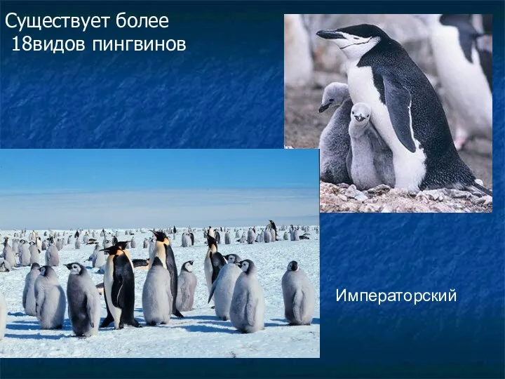 Существует более 18видов пингвинов Императорский