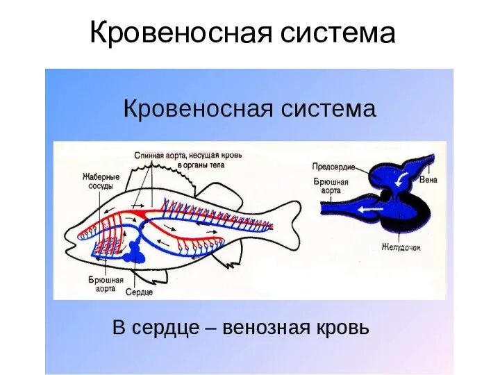 Кровеносная система