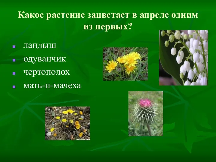 Какое растение зацветает в апреле одним из первых? ландыш одуванчик чертополох мать-и-мачеха