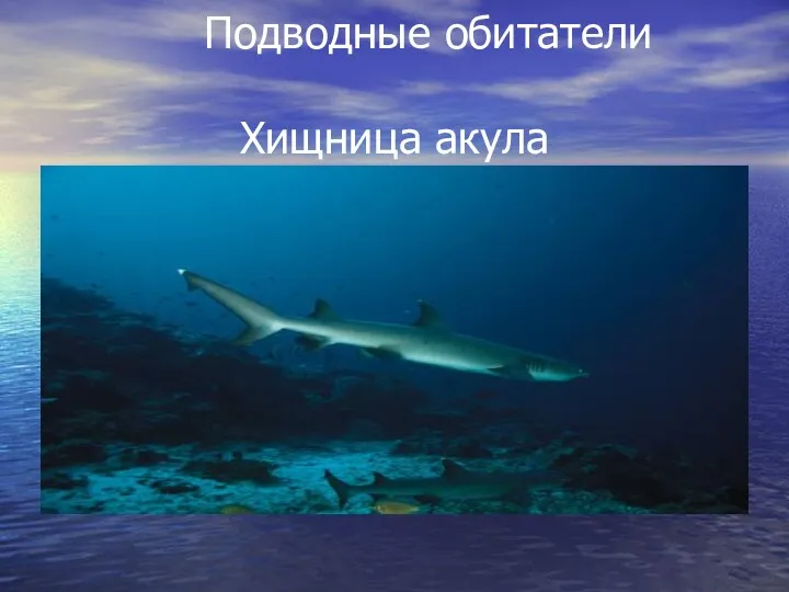 Подводные обитатели Хищница акула