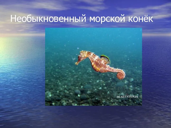 Необыкновенный морской конёк