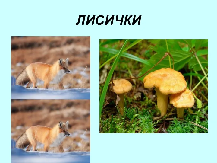 ЛИСИЧКИ