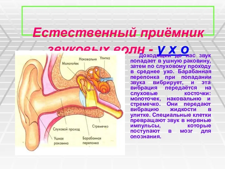 Естественный приёмник звуковых волн - у х о Доходящий до