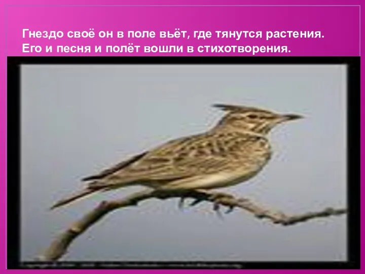 Гнездо своё он в поле вьёт, где тянутся растения. Его и песня и