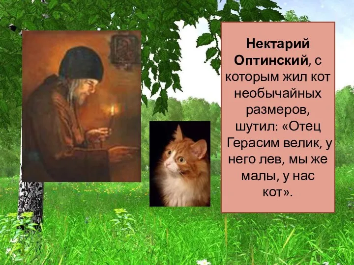 Нектарий Оптинский, с которым жил кот необычайных размеров, шутил: «Отец