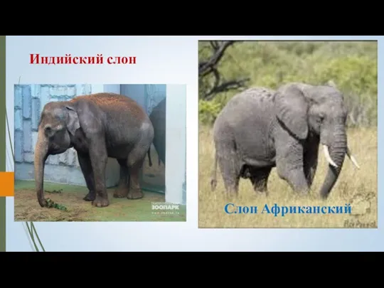 Индийский слон Слон Африканский