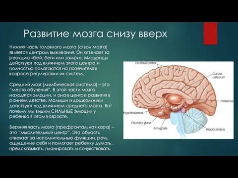 Развитие мозга снизу вверх Нижняя часть головного мозга (ствол мозга) является центром выживания.