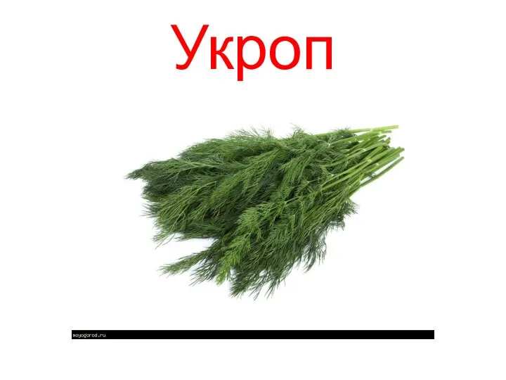 Укроп