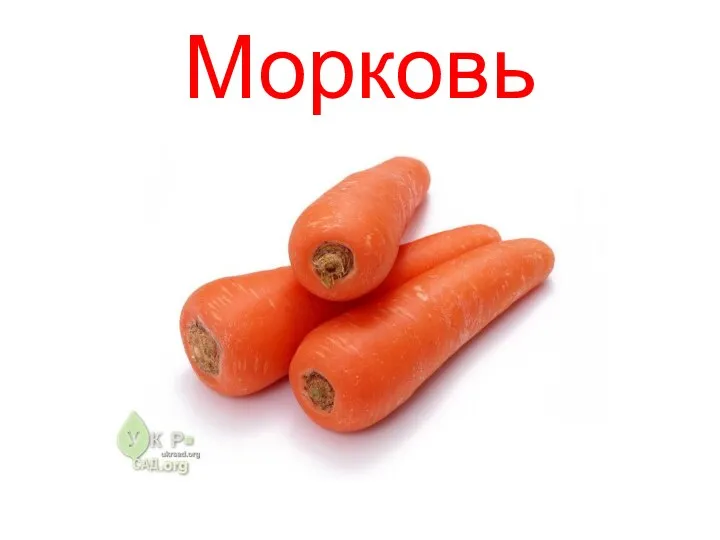 Морковь