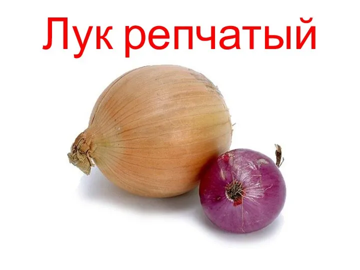 Лук репчатый